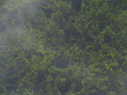 Image of Stonewort