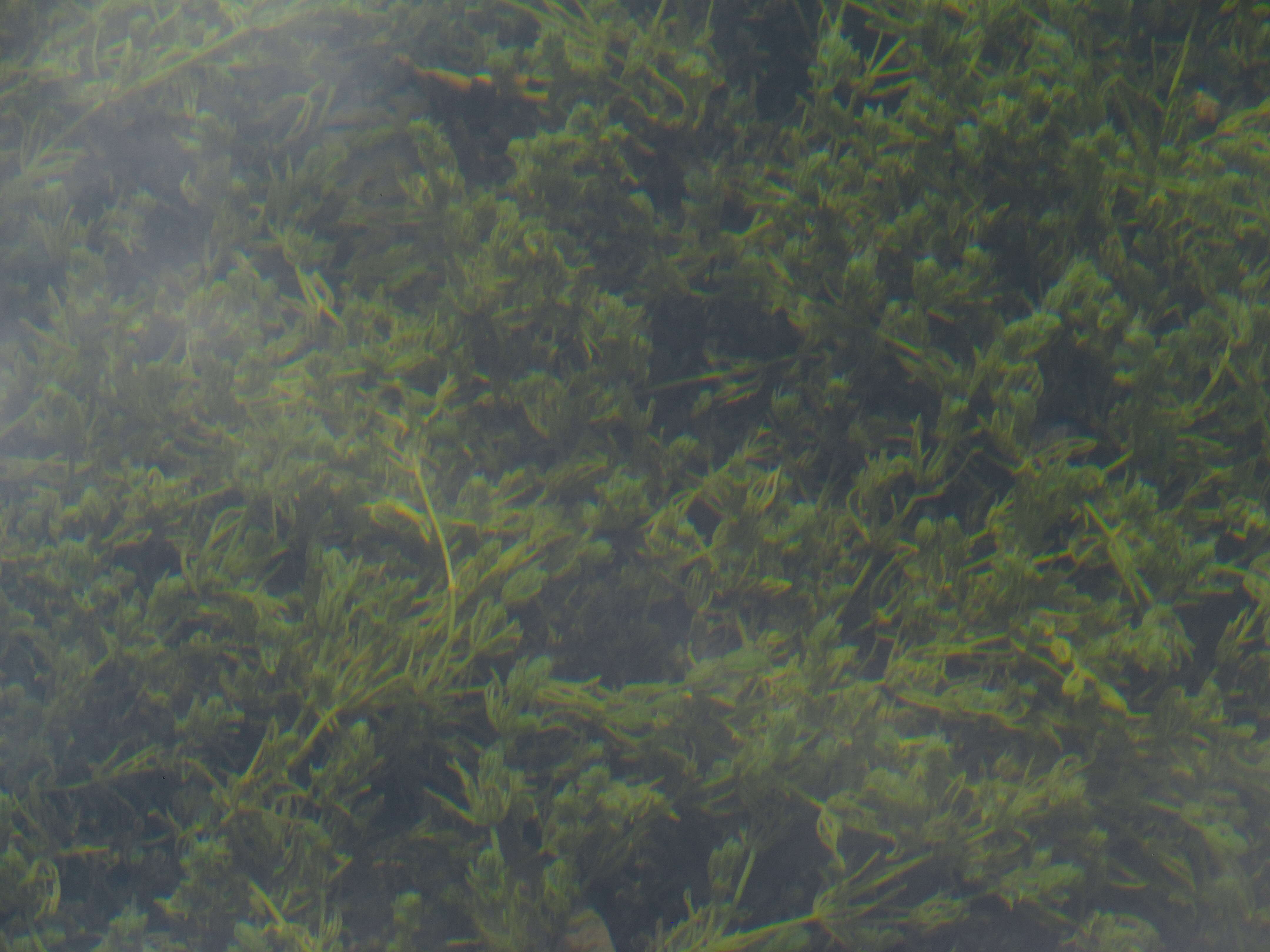 Image of Stonewort