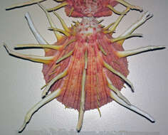 Image of royal thorny oyster
