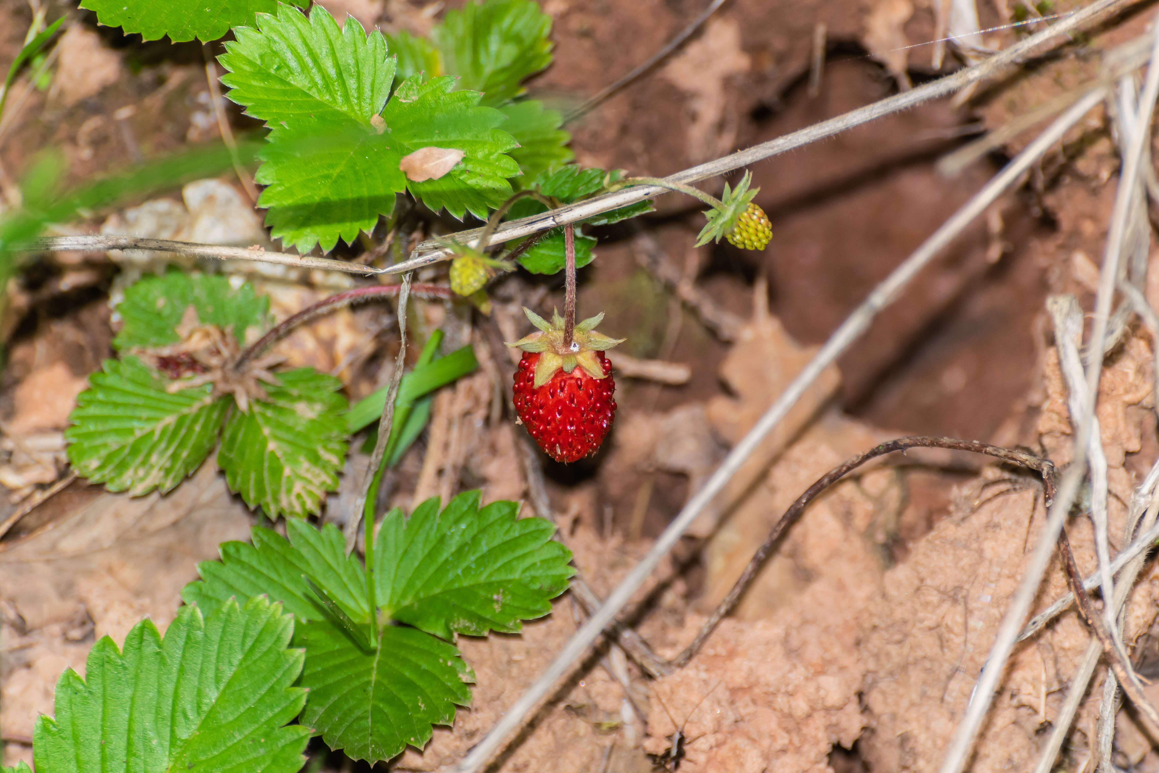 Image of woodland strawberry