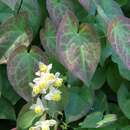 Image of Epimedium pubigerum (DC.) Morren & Decaisne