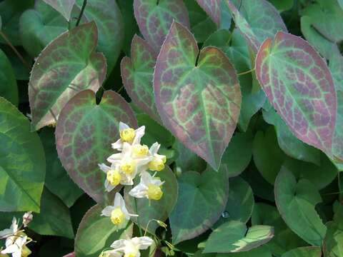 Sivun Epimedium pubigerum (DC.) Morren & Decaisne kuva