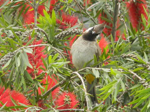 Imagem de Pycnonotus leucogenys (Gray & JE 1835)