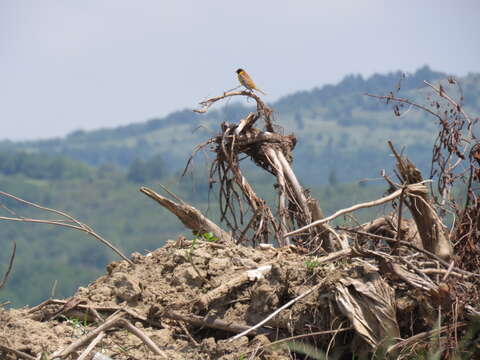 Image of Black-headed Bunting