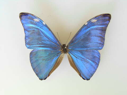 Morpho adonis Cramer 1779的圖片