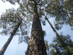 Image of Cheer pine