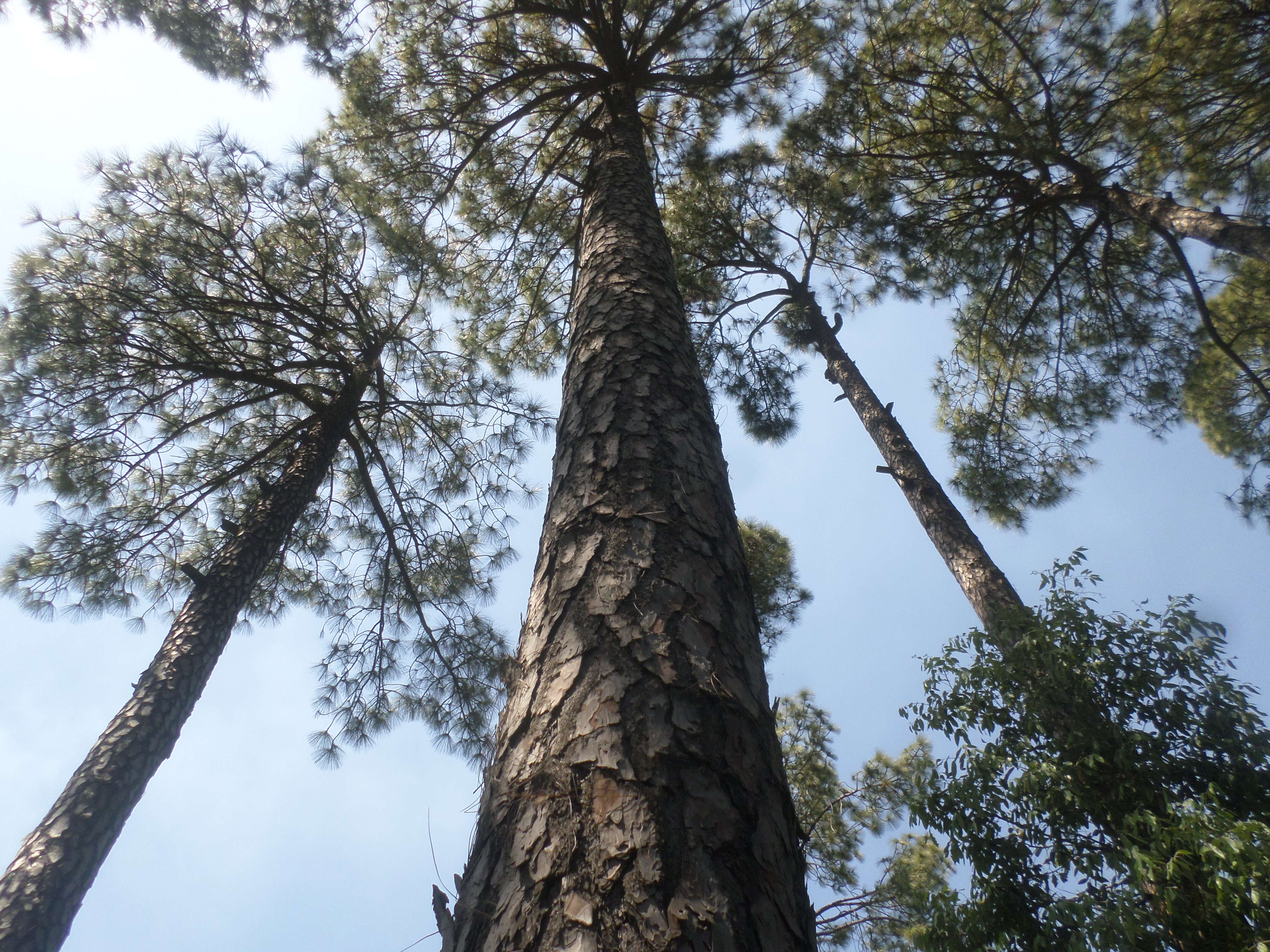 Image of Cheer pine