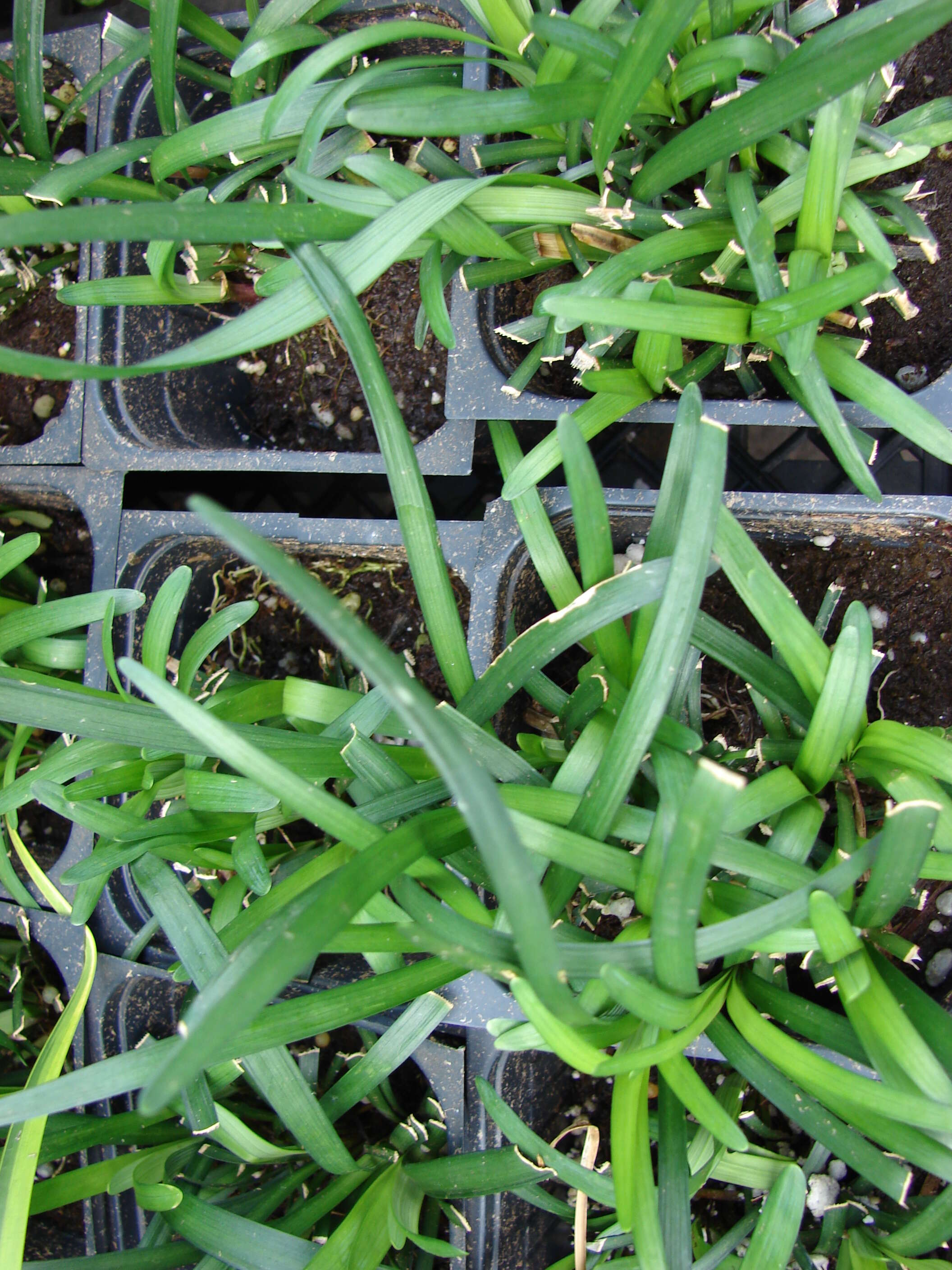 Image of Big blue lilyturf'