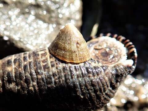 Image of Patelloida conulus (Dunker 1861)