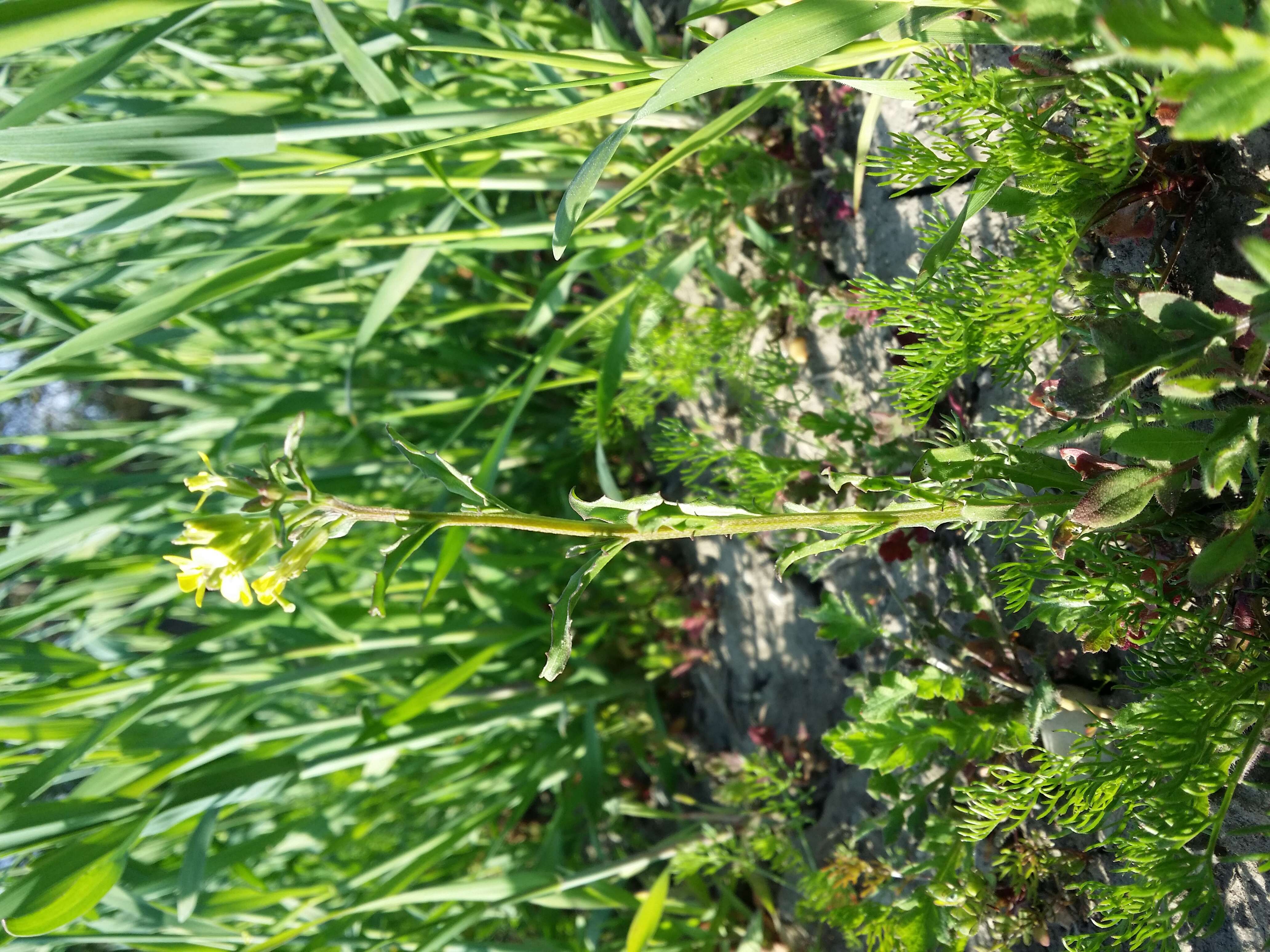 Image of bushy wallflower