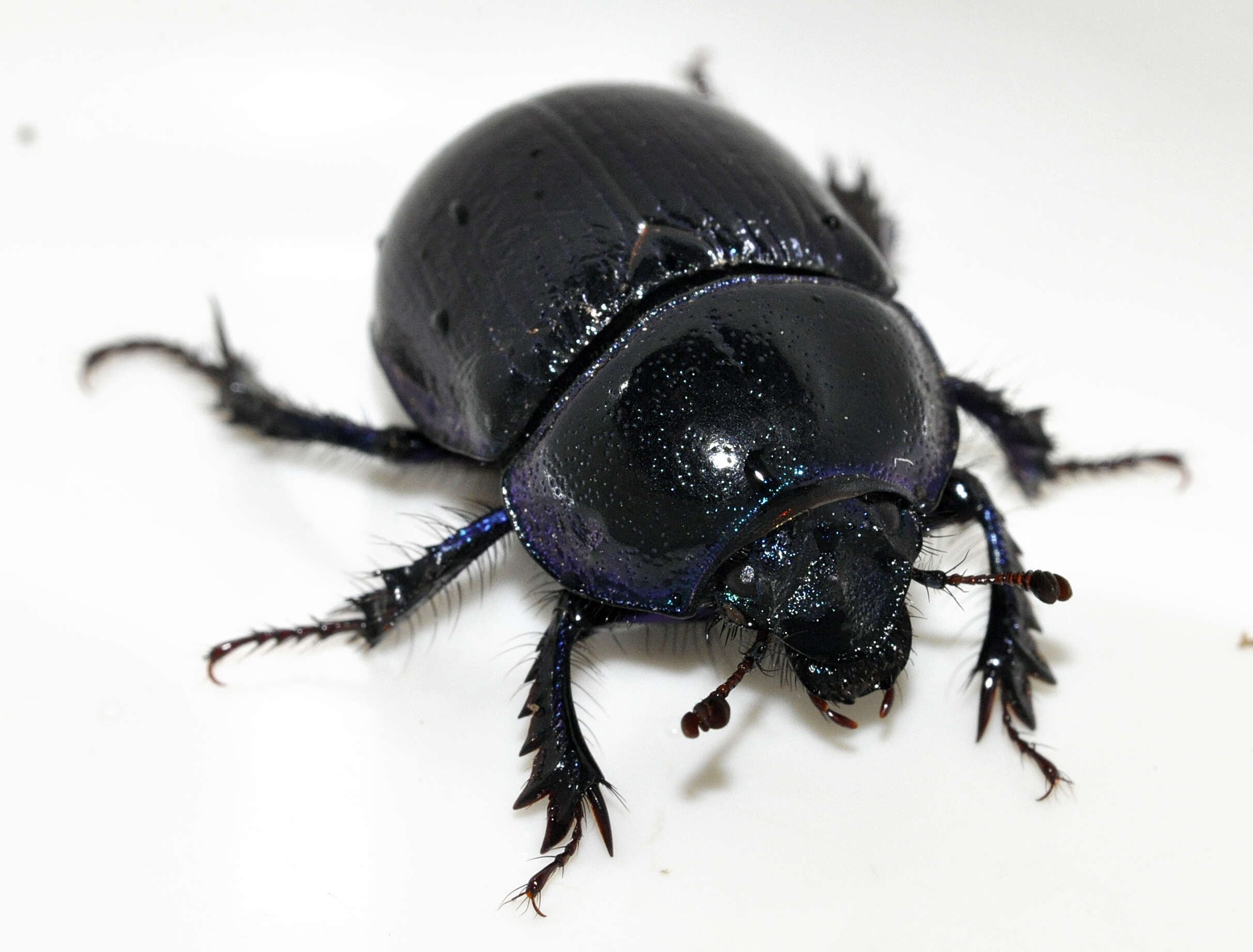 Image of Anoplotrupes