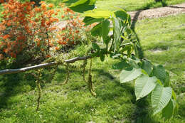 Image of Juglans ailantifolia