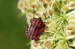 Image of <i>Graphosoma italicum</i>