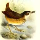 Image of White-lored Antpitta