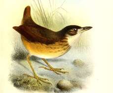 Image of White-lored Antpitta