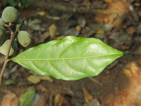 Image of Dichapetalum gelonioides (Roxb.) Engl.