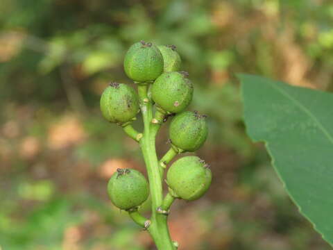 Croton persimilis Müll. Arg.的圖片