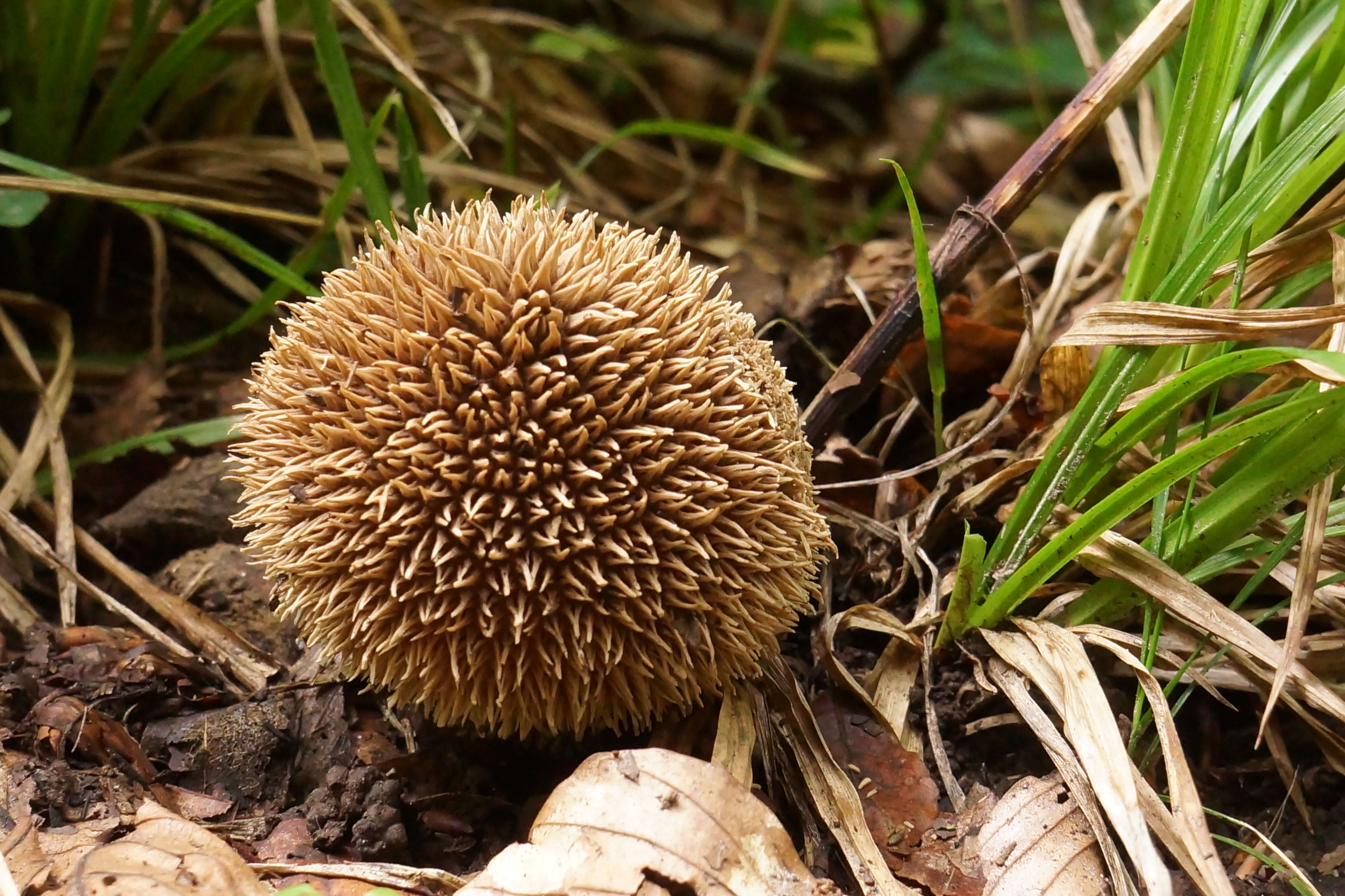 Imagem de Lycoperdon echinatum Pers. 1794