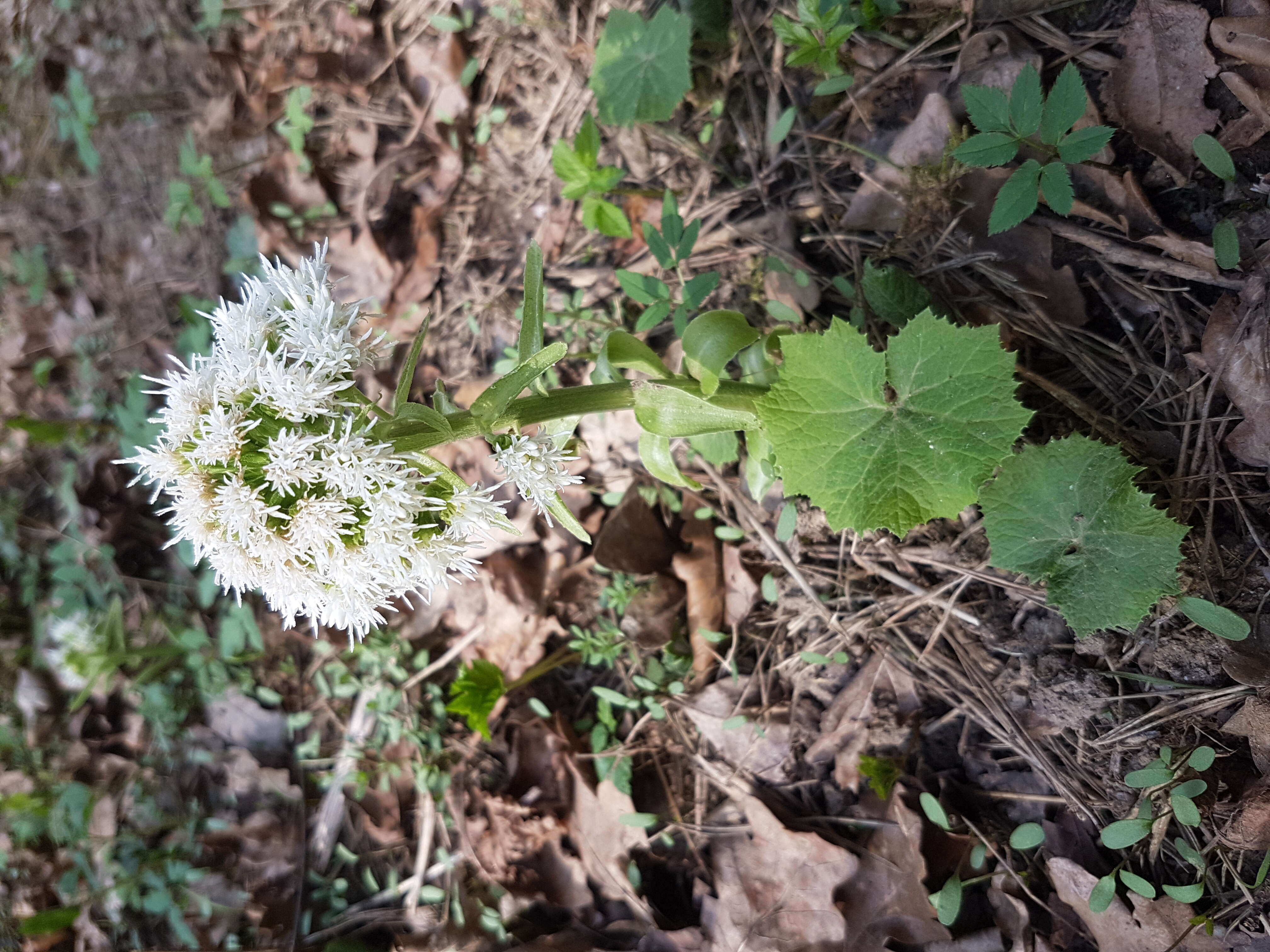 Image of Petasites albus (L.) Gaertn.