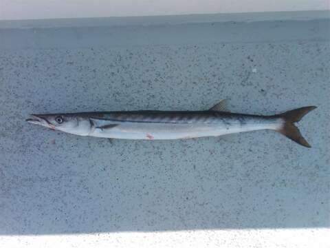 Image of Pacific barracuda