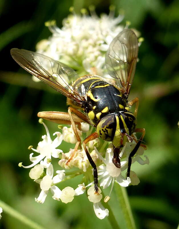 Image of Spilomyia manicata (Rondani 1865)