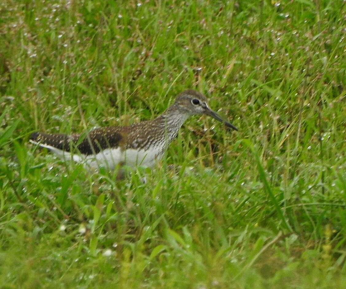 Image of Green Sandpiper