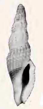 Image of Daphnella aspersa (Gould 1860)