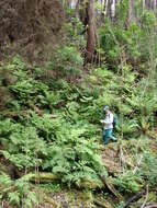 Image of alpine woodfern