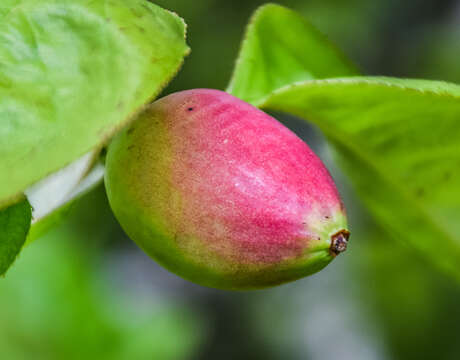 Image of Chinese-quince