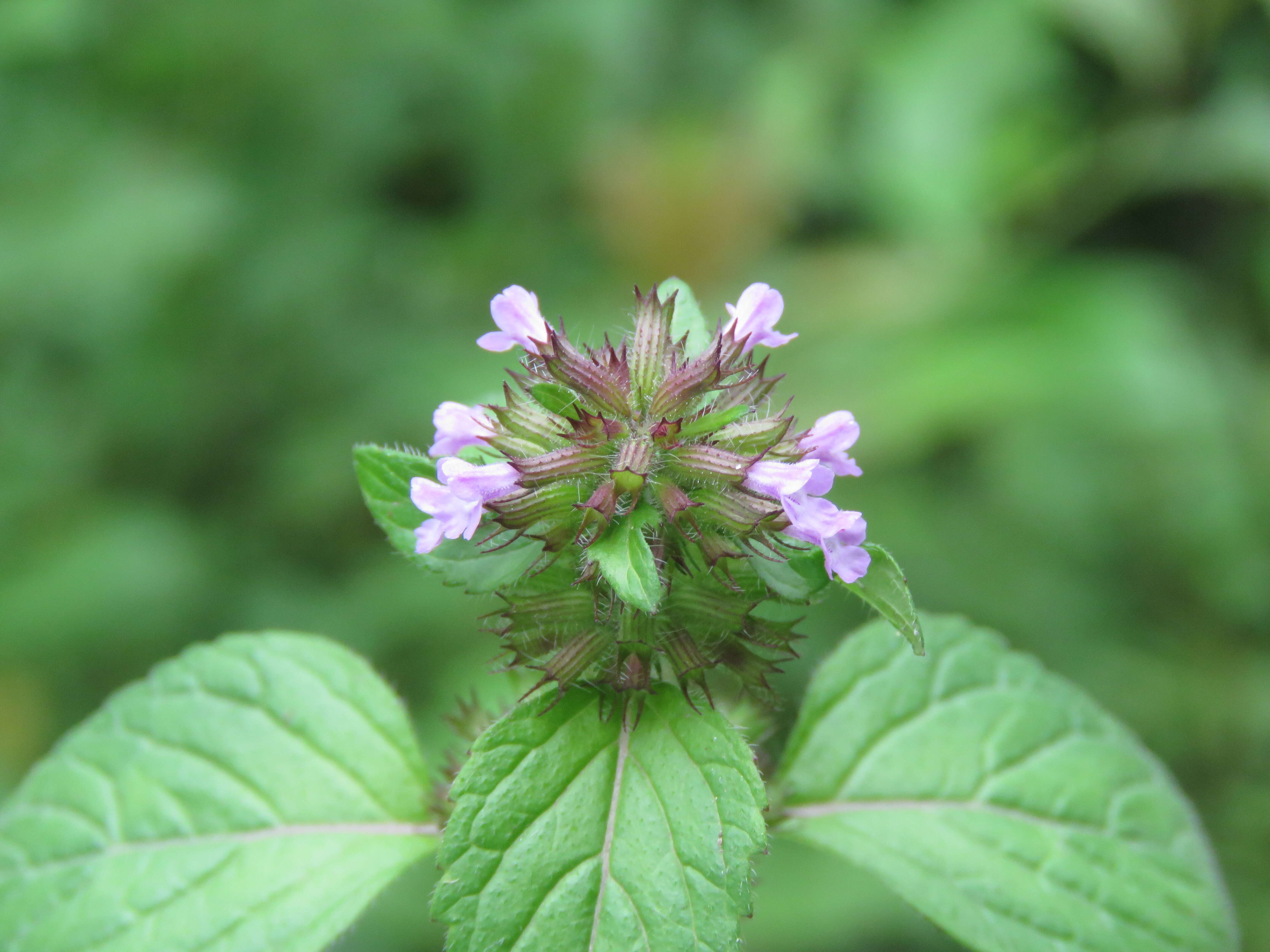 Image of wild basil