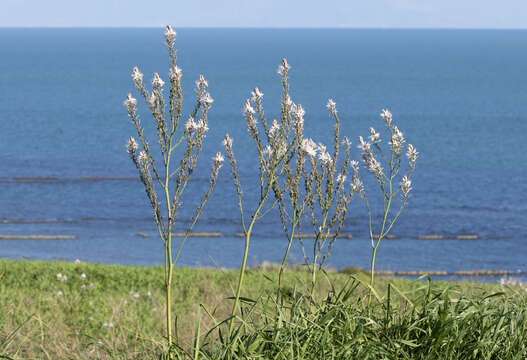 Image of Asphodelus aestivus Brot.