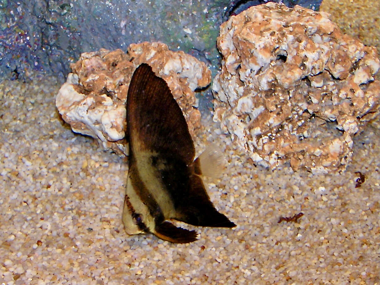 Image of Orbicular batfish