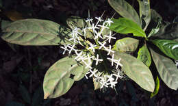 صورة Pavetta indica L.