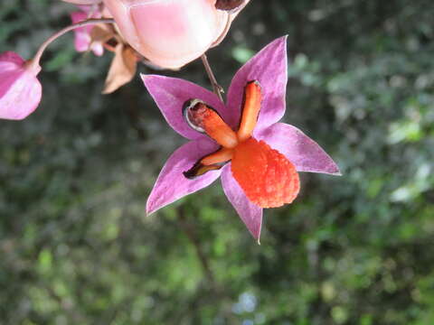 Слика од Clerodendrum thomsoniae Balf. fil.