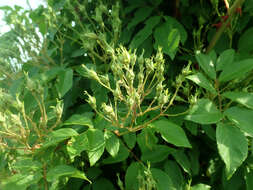 Image of climbing rose