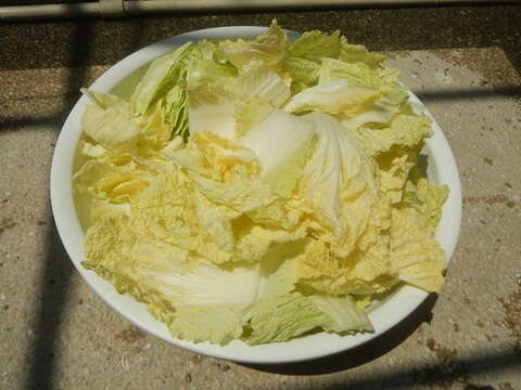 Image of Napa cabbage