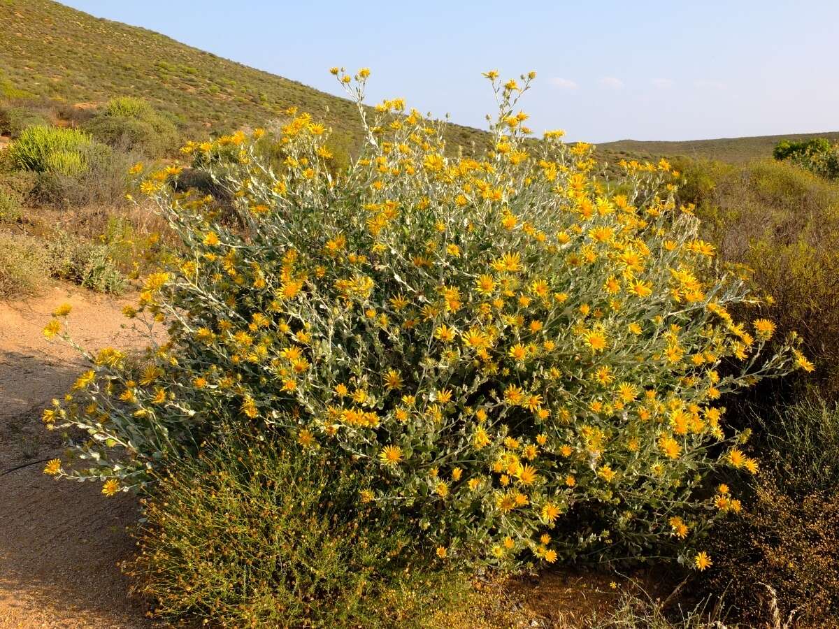 Image of Berkheya fruticosa (L.) Ehrh.