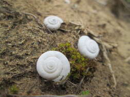 Image of Heath Snail