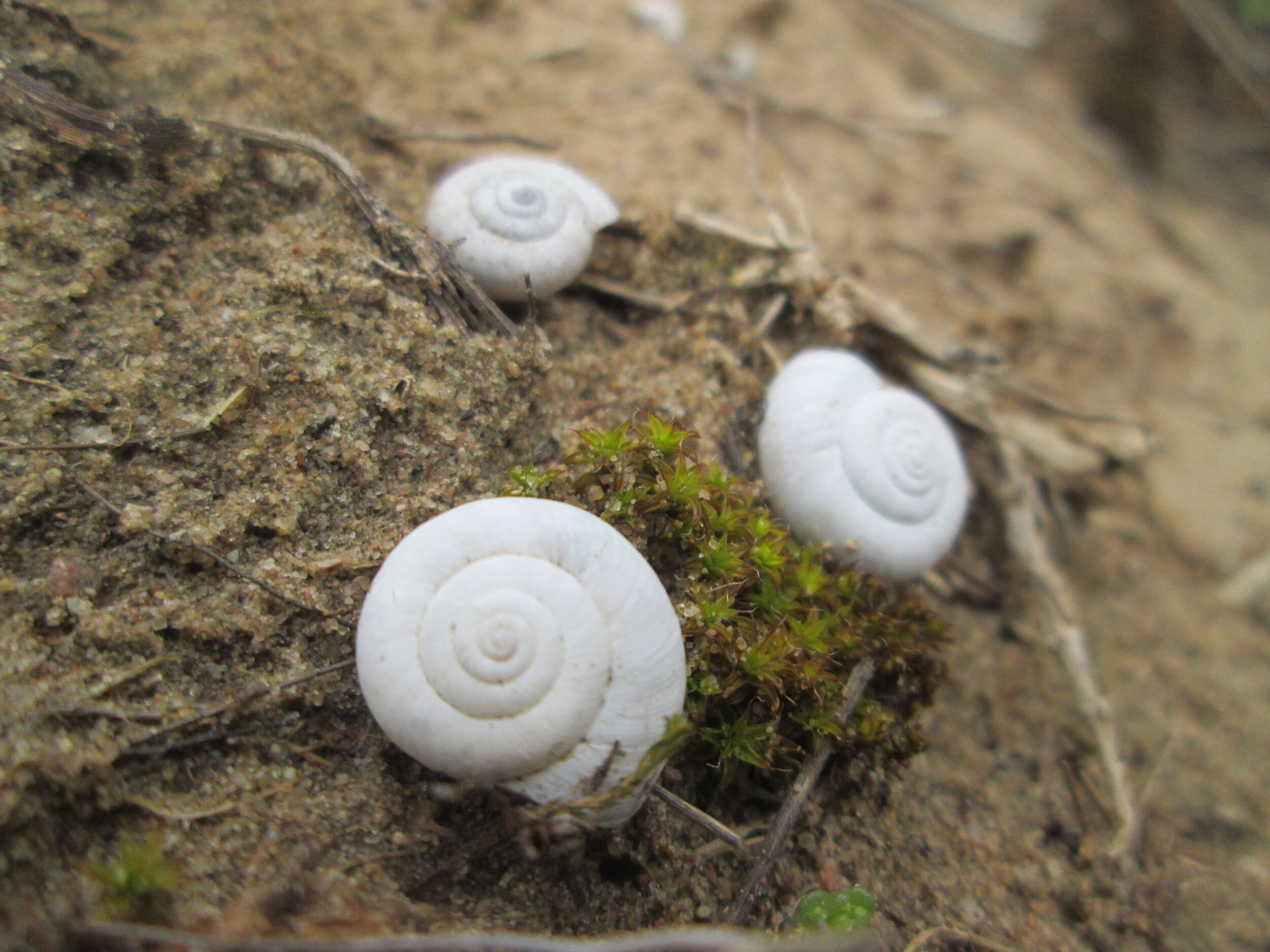 Image of Heath Snail