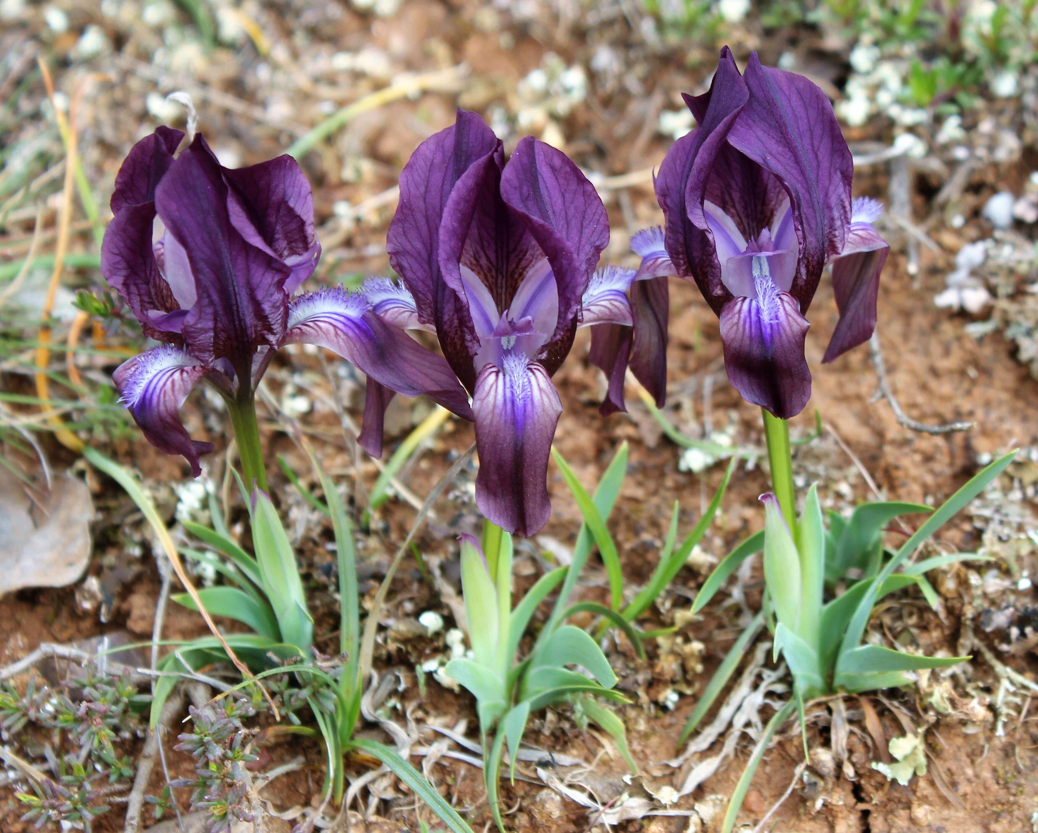 Image of Iris suaveolens Boiss. & Reut.