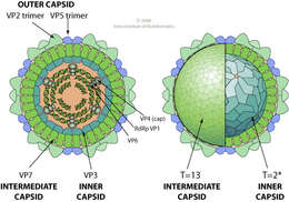 Image de Orbivirus