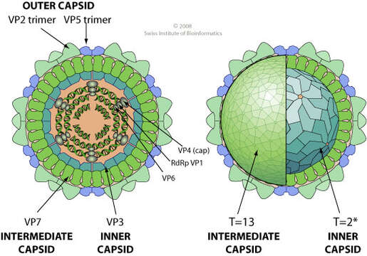 Plancia ëd Orbivirus