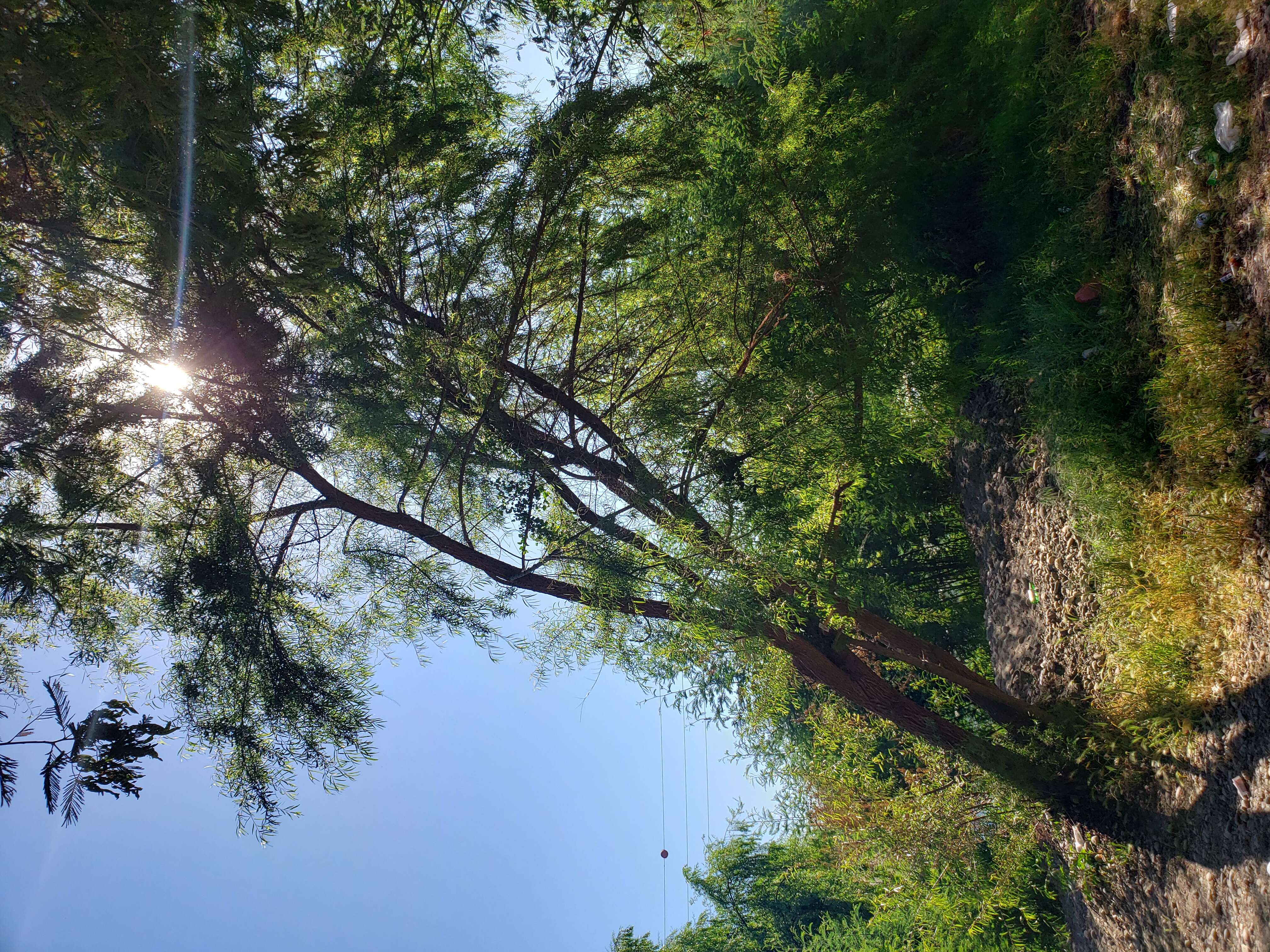 Image of Humboldt's willow