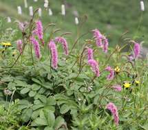 Слика од Sanguisorba hakusanensis Makino