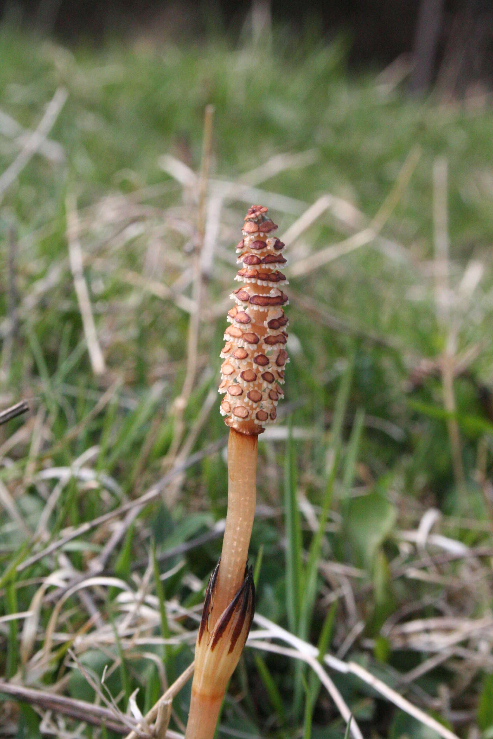 Image of field horsetail