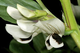 Image of Broad Bean