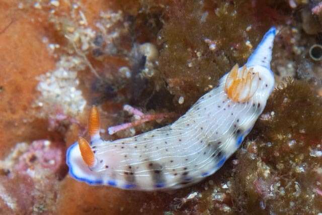 Image of Hypselodoris carnea (Bergh 1889)