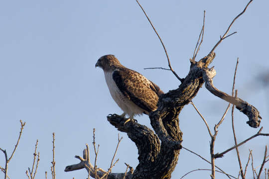 Image of Red-tailed Hawk