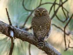 Image of Asian Barred Owlet