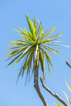 Image of cabbage tree